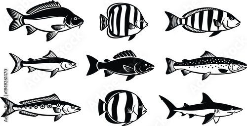 Black and white fish on white background sea creatures ocean animals aquatic life