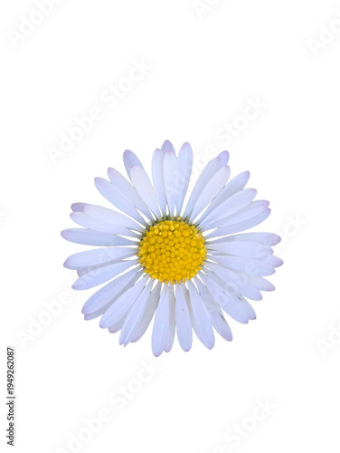 Transparent background PNG of single blooming daisy flower, vibrant yellow center and white petals, isolated on black, macro botanical photography.