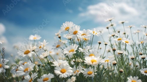 Serene daisy flower meadow field blue sky with soft cloud warm summer nature sunlight, white daisy wildflower meadow bloom peaceful field, vibrant daisy field wildflower blossom bright sky
