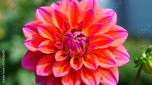 Vibrant Dahlia Bloom A CloseUp Look at Natures Beauty.