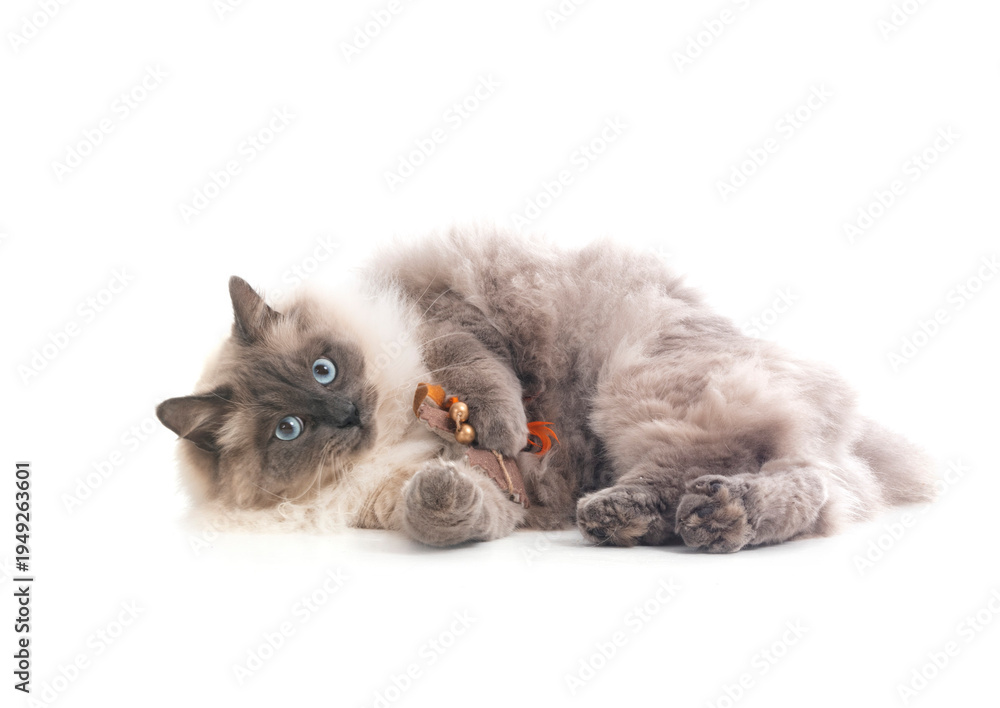 Fototapeta premium siberian cat in studio