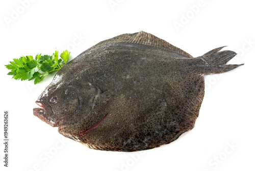 Photos turbot fish in studio