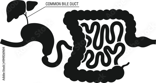 Human digestive system silhouette showing liver stomach intestines and common bile duct medical anatomy vector illustration diagram