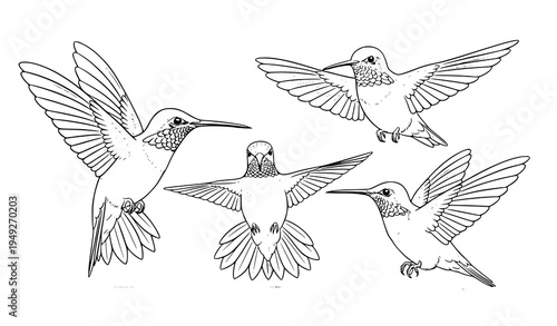 Artistic Hummingbird Sketch Collection Pencil Drawn Bird Vector Set