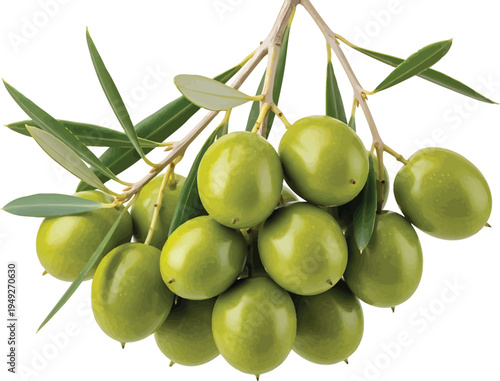 Green Olives Hanging from Olive Tree Branch