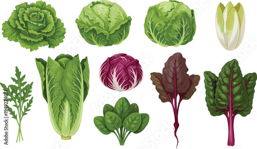 Collection of Fresh Lettuce Varieties: Romaine, Iceberg, Red Leaf, Arugula, and Swiss Chard in Detailed Vector Style