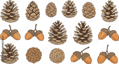 Collection of Pinecones and Acorns: Fall and Autumn Nature Illustrations