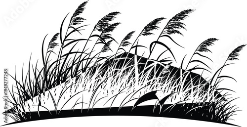 Wild reed grass silhouettes on meadow hill landscape, natural field vegetation isolated on white background for nature botanical vector illustration design