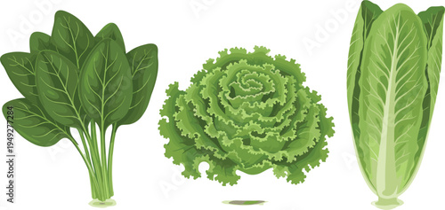 Leafy Greens Vector Set Featuring Spinach, Romaine Lettuce, and Lettuce Heads for Healthy Food Illustrations and Fresh Produce Designs