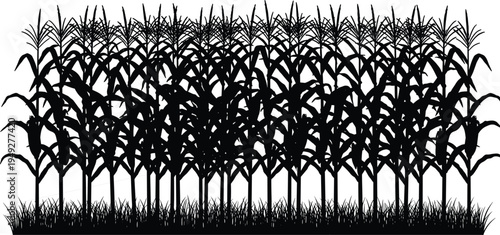 Black silhouette cornfield with tall maize plants and grass border, agricultural crop rows farming landscape isolated on white background, rural nature vector illustration