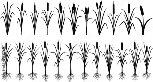 Cattail reed plant silhouette collection with roots wetland marsh grass botanical set aquatic plants isolated on white background nature vector illustration