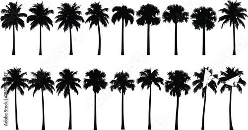 Collection of tropical palm tree silhouettes with various shapes, exotic island nature plants isolated for jungle landscape design and botanical illustration