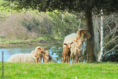 A peaceful scene of traditional livestock farming and country life, with lambs and sheep relaxing in the grass on a sunny day.