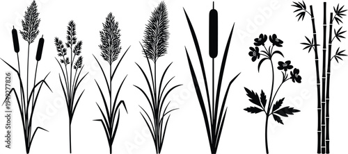 Collection of wild grass reed bamboo botanical plant silhouettes isolated on white background natural foliage set vector style botanical elements wetland plants minimalist