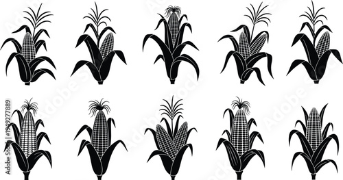 Corn cob and maize plant silhouettes collection, agricultural crop icons set isolated on white background for farming vector illustration