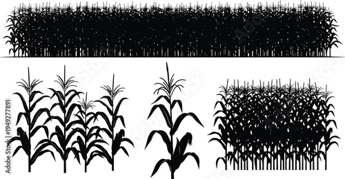 Corn field and maize plant silhouettes collection with agricultural crop landscape elements isolated for farming design, rural agriculture illustration background