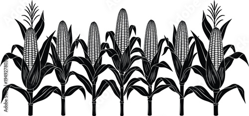 Corn plant silhouettes border with maize crops, agricultural farm field vegetation row isolated on white background for farming vector illustration