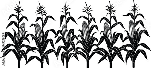 Corn plant silhouettes row with maize cobs, agricultural crop field vegetation isolated on white background for farming botanical vector illustration