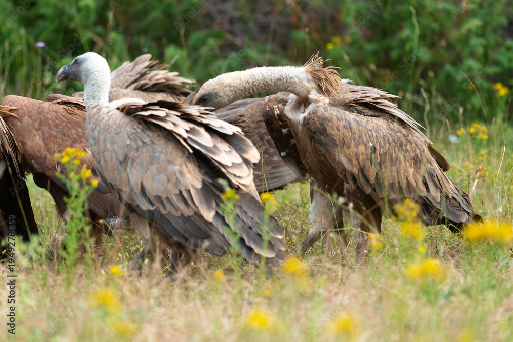 Fototapeta premium Vautour moine, Aegypius monachus, Cinereous Vulture, Vautour fauve, Gyps fulvus, Griffon Vulture, Parc naturel régional des grands causses 48, Lozere, France