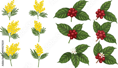 Floral Illustration Set Featuring Yellow Mimosa Flowers, Red Berries, and Coffee Plant Leaves for Botanical Designs