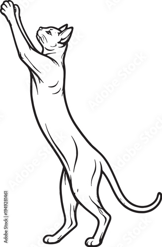 Sphynx Cat Standing Stretch Upward Black And White Line Art Illustration