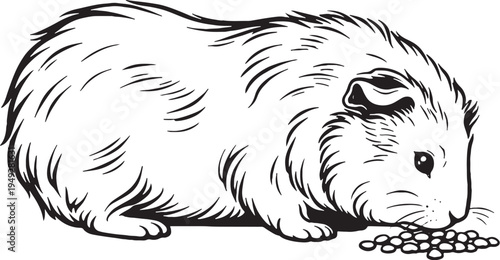 Guinea Pig Side Profile Feeding Pose Black and White Line Art Illustration