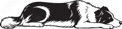 Border Collie Lying Flat Resting Chin Down Black And White Line Art Illustration