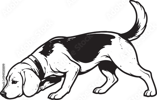 Beagle Sniffing Ground Tracking Pose Black and White Line Art Illustration