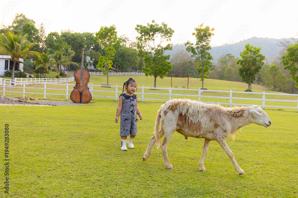 Fototapeta premium Little girl walking with sheep in a beautiful green meadow at sunset,A cute Asian toddler girl in a grey dress and boots follows a sheep across a lush green field. The scene is set in a peaceful.