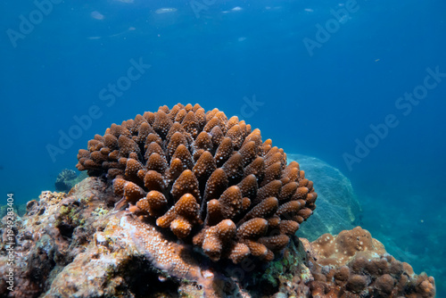 Wallpaper Mural Healthy coral reef in clear blue tropical ocean waters. Discover a thriving underwater ecosystem Torontodigital.ca