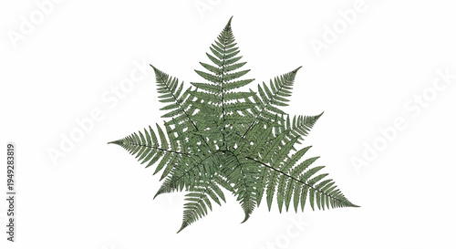 Green Fern Leaf Closeup.