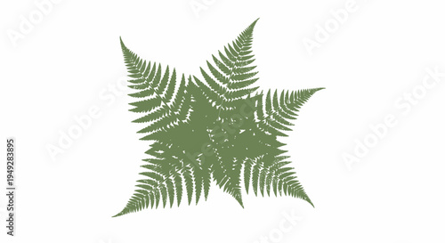Green Fern Leaf Isolated.