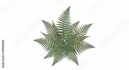 Green Fern Leaf Closeup.