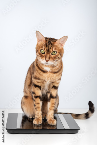Bengal cat sitting on bathroom scale