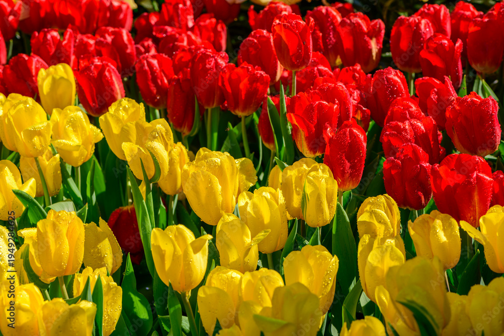 Fototapeta premium Red and Yellow Tulips Blooming in Spring Garden
