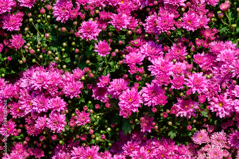 Obraz premium Pink Chrysanthemum Flowers Full Bloom Background