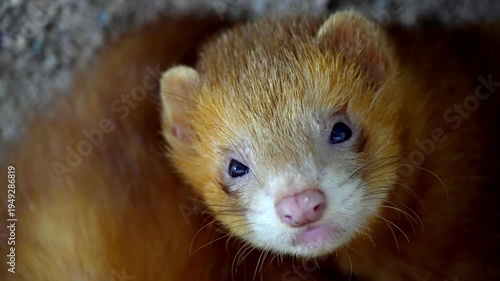 Slow motion cute ferret stare toward direction of camera