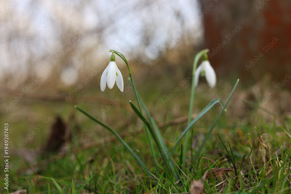 Obraz premium spring snowdrop flowers