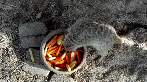 Slow motion Meerkat enjoying a healthy snack of carrots from a bowl