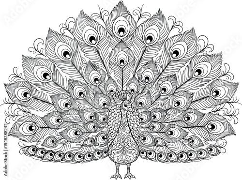 An elegant and beautifully detailed line art illustration of a peacock displaying its magnificent fanned tail feathers, perfect for a sophisticated coloring book or intricate design project.