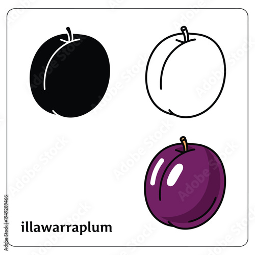 Illawarra plum fruit set with silhouette outline and color versions on transparent background