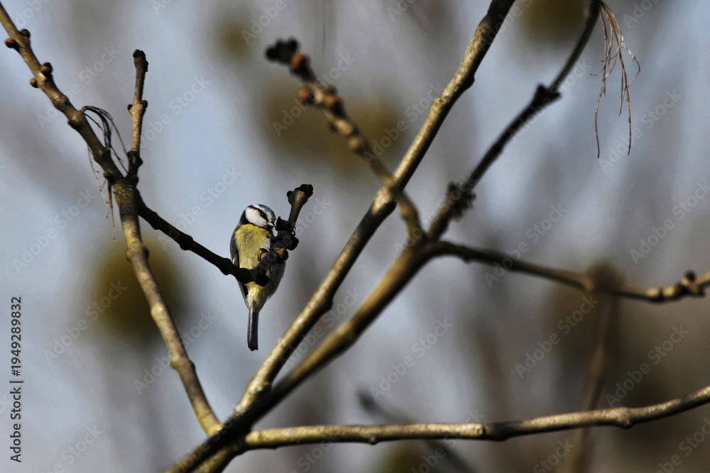 Obraz premium Mésange posée sur un arbre