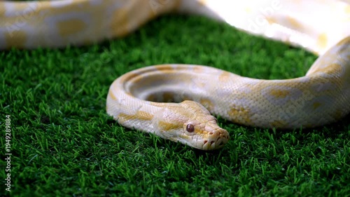 Slow motion yellow and white python snake laying on top of artificial green grass