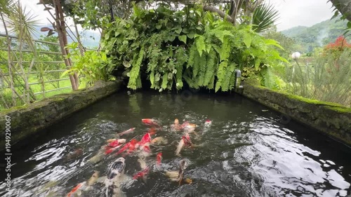 Scenic koi pond landscape surrounded by lush greenery in garden.