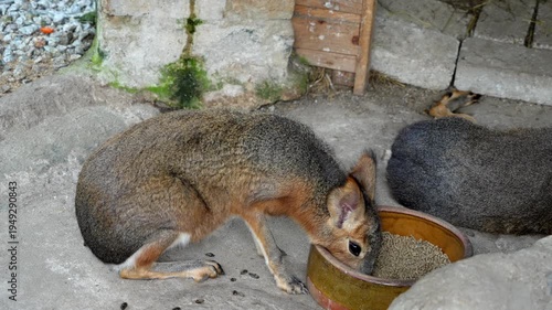 Slow motion Patagonian mara eat food from bowl