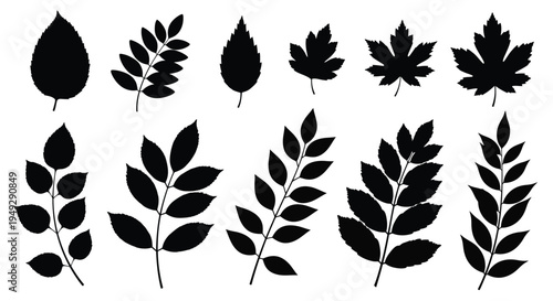 Collection of various leaves presented as a striking black silhouette