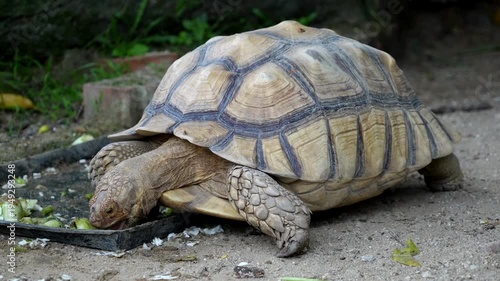Slow motion Sulcata tortoise eating food on the ground