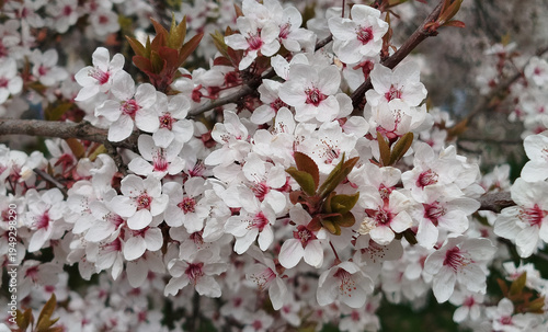 Ramas de ciruelo ornamental prunus cerasifera con abundantes flores blancas de centro rosado y hojas rojizas