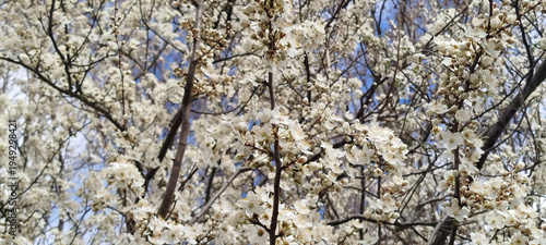 Ramas de árboles cargadas de pequeñas flores blancas bajo un cielo azul claro