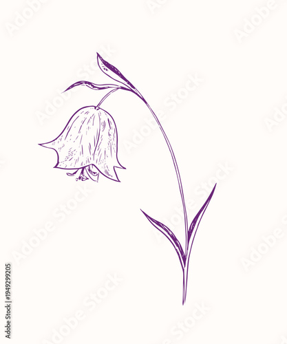 Blue bell flower (campanula) on stem with leaves, doodle black ink drawing, woodcut style